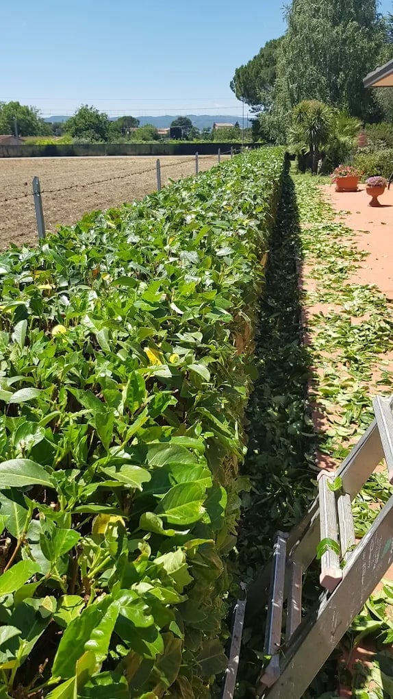 Lush vegetable garden beds with green plants next to hedge, rural landscape and hills in background